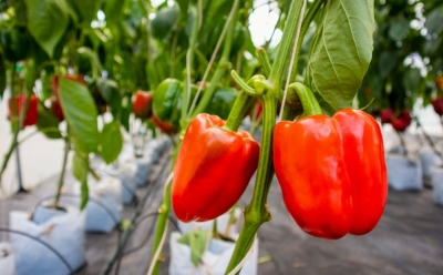 Jedna greška može uništiti prinos: Evo kako osigurati savršene uslove za sadnju paprike