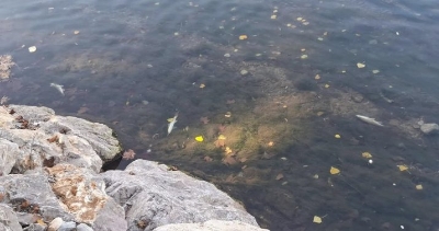 Uginule ribe u Vrbasu, traži se reakcija nadležni