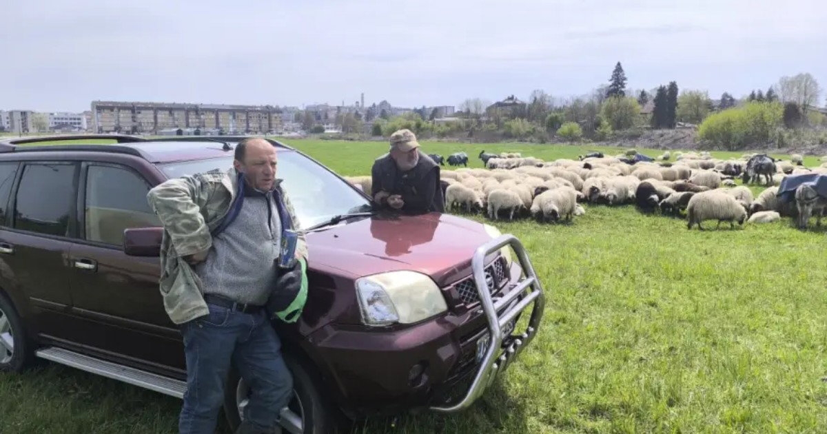 Čobanin sa 800 ovaca: Realna cijena jagnjeta trebalo bi da bude 10 KM po kg