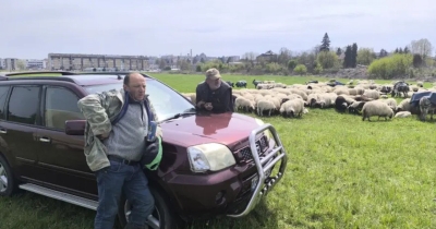 Čobanin sa 800 ovaca: Realna cijena jagnjeta trebalo bi da bude 10 KM po kg