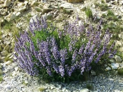 Zanimljivosti o kadulji