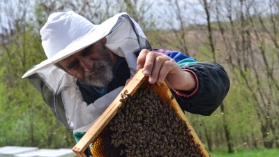 Ubod pčele može biti opasan: Jednu stvar nikako ne smijete uraditi kada ostane žaoka