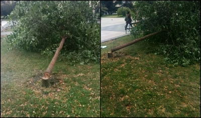 Vandalizam u centru Sarajeva: Motornom pilom posječeno mlado stablo - komunalni redari izvršili uviđaj, poduzimaju se dalje mjere
