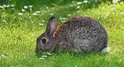Mnogi misle da je zec mužjak, a kunić ženka: Istina je potpuno drugačija FOTO