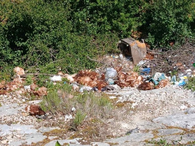 Uginule kokoške bačene uz put između sela Duži i Taleža kod Trebinja; Slučaj prijavljen policiji (VIDEO)