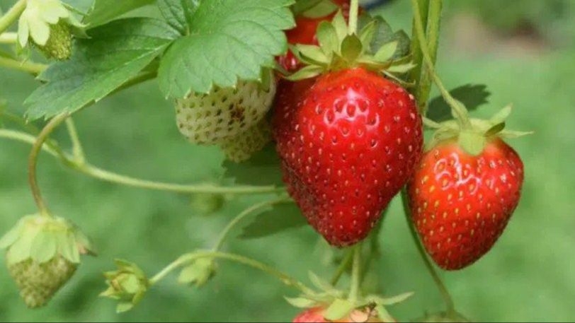 Španske jagode među najčišćima u Evropi: Istraživanje pokazalo nizak nivo pesticida