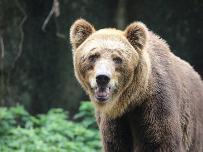 Medvjed napao čovjeka dok je džogirao na brdu iznad Banske Bistrice u Slovačkoj