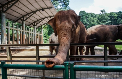 Slonovi i gorile „prognoziraju” rezultate SP: Neobične fudbalske predikcije iz zoo vrta,