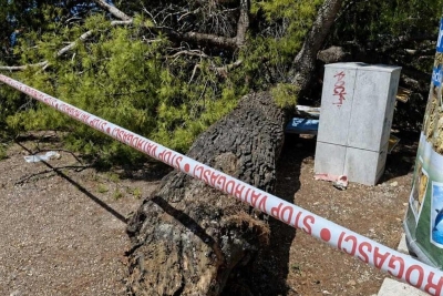 FOTO Pogledajte ogromno stablo koje se srušilo na kupače na popularnoj plaži u Hrvatskoj: Ima i ozlijeđenih