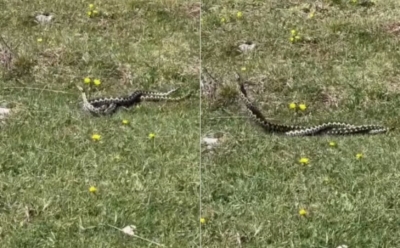 Nevjerovatan prizor zabilježen u BiH: Snimljen "ritualni ples" poskoka