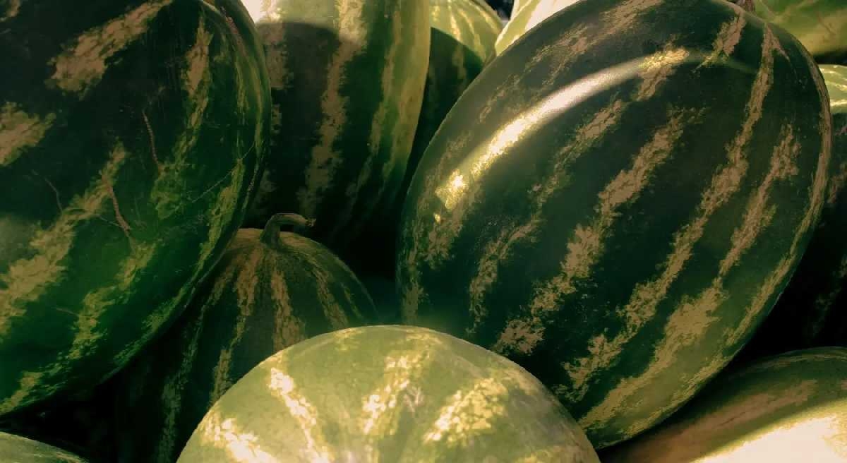 Kako prepoznati i odabrati slatku lubenicu prilikom kupovine