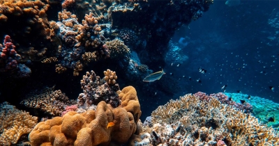 Plastika se stopila s koralima - naučnici otkrili novu vrstu zagađenja
