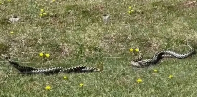 (VIDEO) Ljubavni ples mužjaka i ženke: Muškarac snimio dva poskoka u zanosu