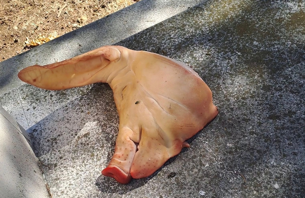 Prekinuto obilježavanje u Mostaru zbog pronađene svinjske glave u kompleksu harema
