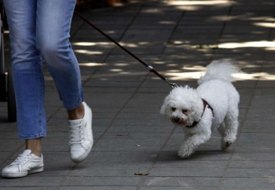Nova pravila za kućne ljubimce koji putuju u EU